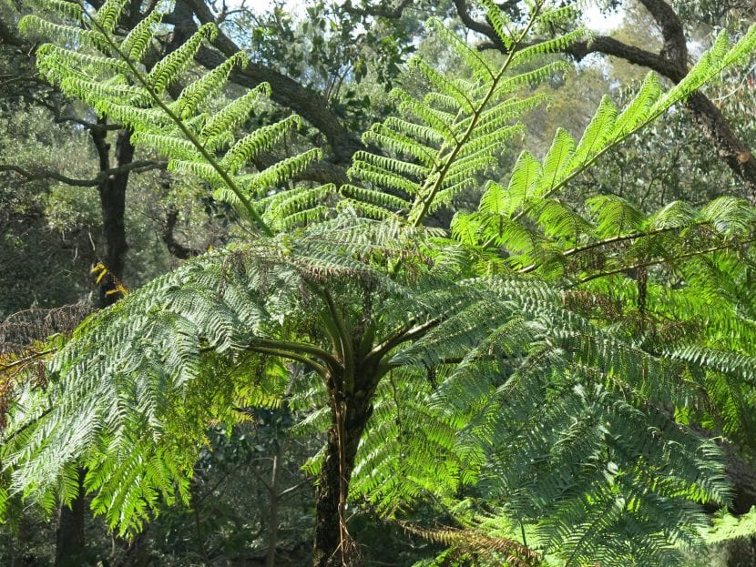 Vista de la Cyathea medullaris