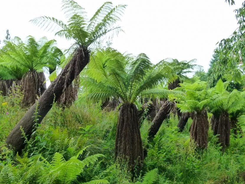 Vista de la Dicksonia antarctica