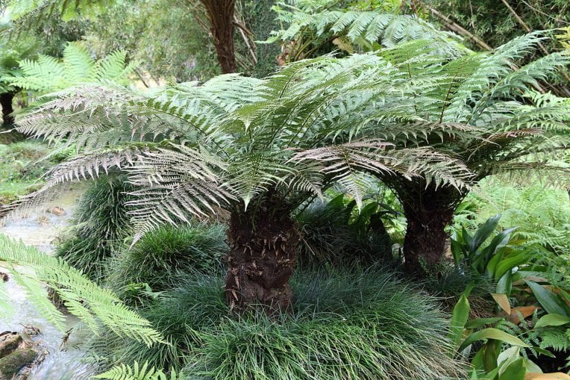 Vista Dicksonia fibrosa