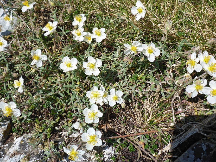 Helianthemum apenninum: cultivo de la jarilla blanca