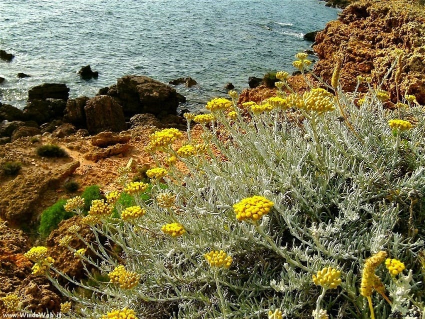 Helichrysum italicum