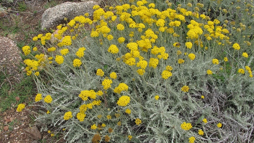 arbusto con flores amarillas