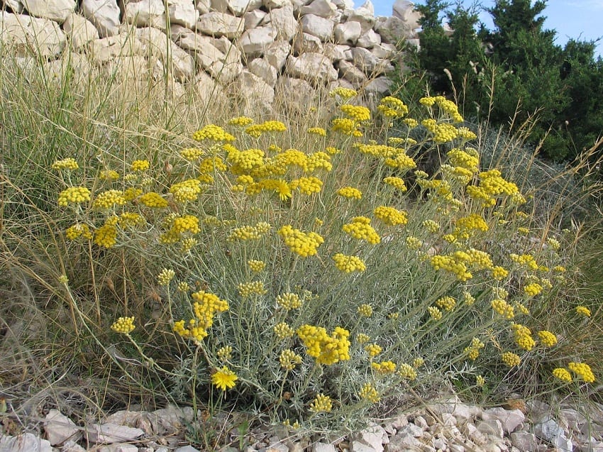 Helichrysum italicum: cultivo, poda y usos del curri