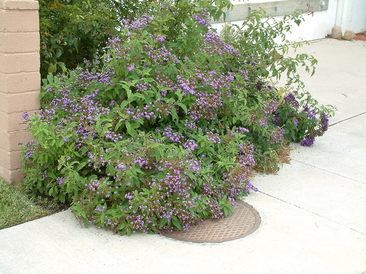 arbusto con pequenas flores lilas situadas en la entrada de una casa