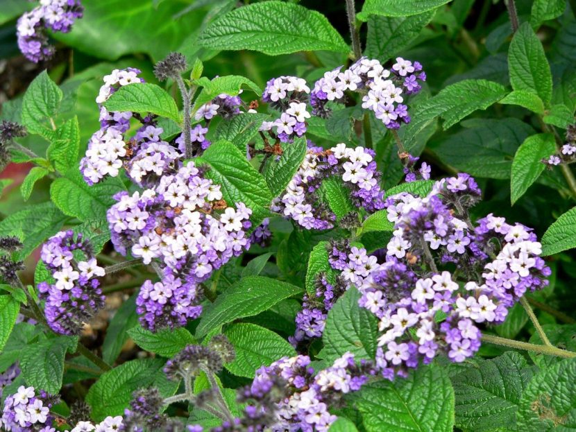 Arbusto de Heliotropium arborescens cubierto de flores lilas
