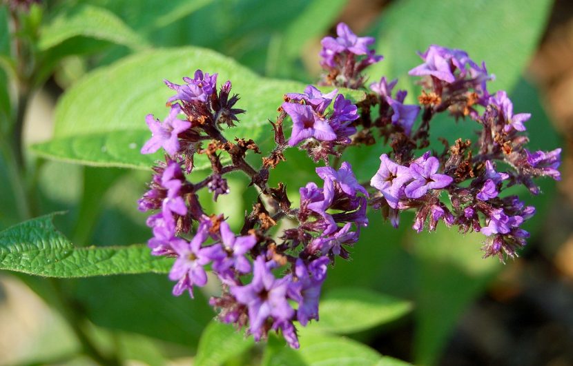 Detalle de las flores lilas del heliotropo agrupadas en cimas