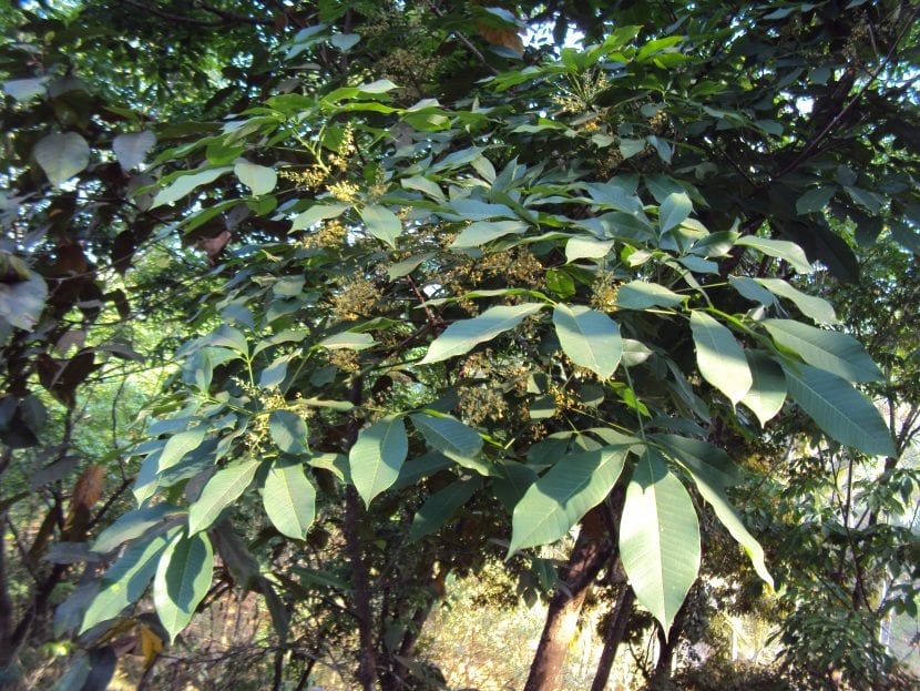 Vista de la Hevea, un árbol ornamental
