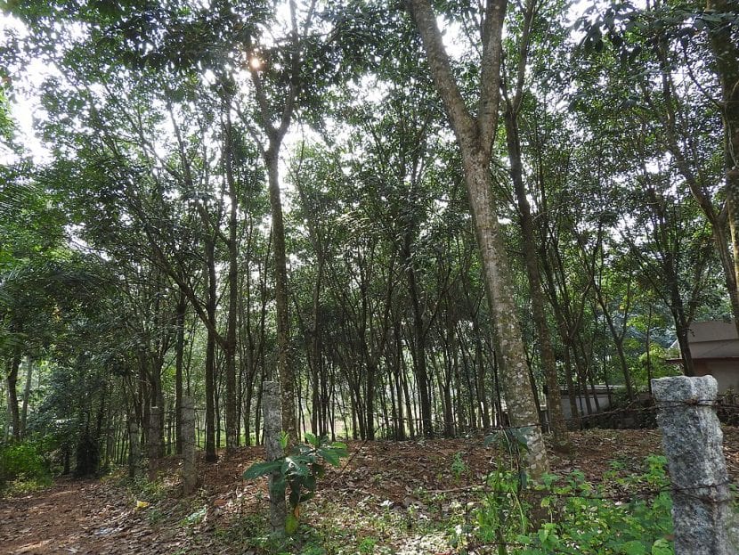 Plantación de Hevea brasiliensis en hábitat