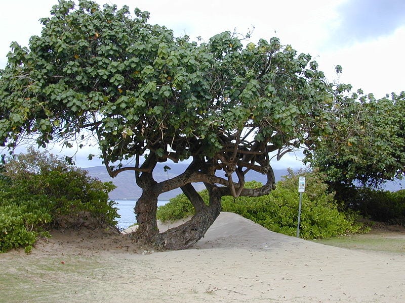 Vista del hibisco marítimo