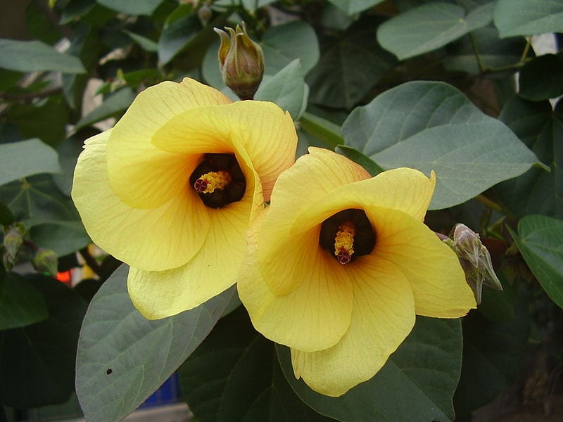 Hibisco marítimo: cultivo, poda y resistencia al frío
