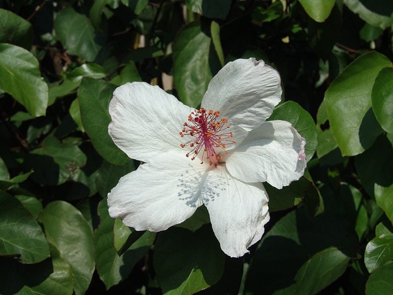 Hibiscus arnottianus