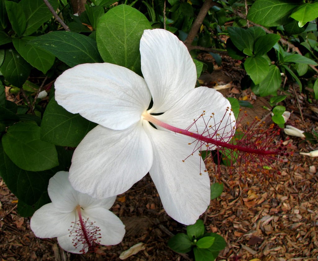 Hibiscus arnottianus: cultivo del hibisco blanco hawaiano