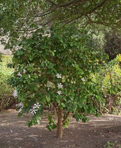 Hibiscus arnottianus