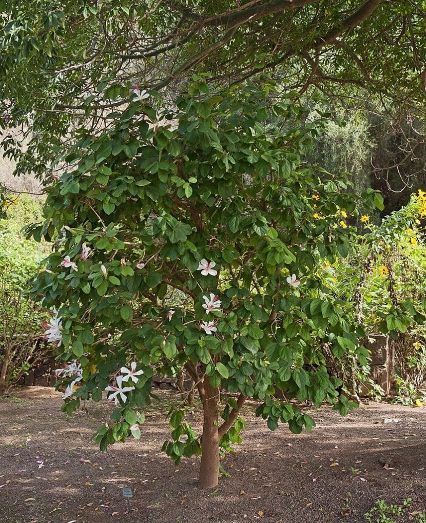 Ejemplar adulto de Hibiscus arnottianus con porte de arbolito