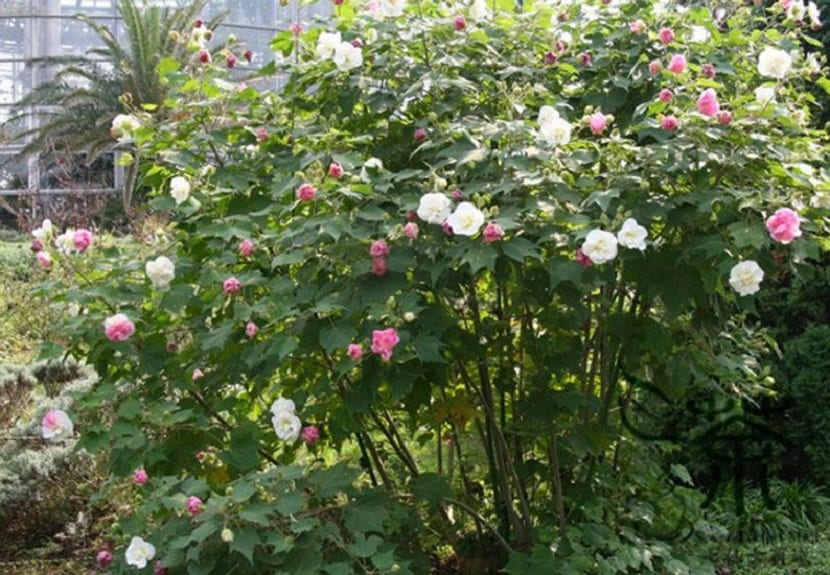 arbusto lleno de flores o rosas de diferentes colores