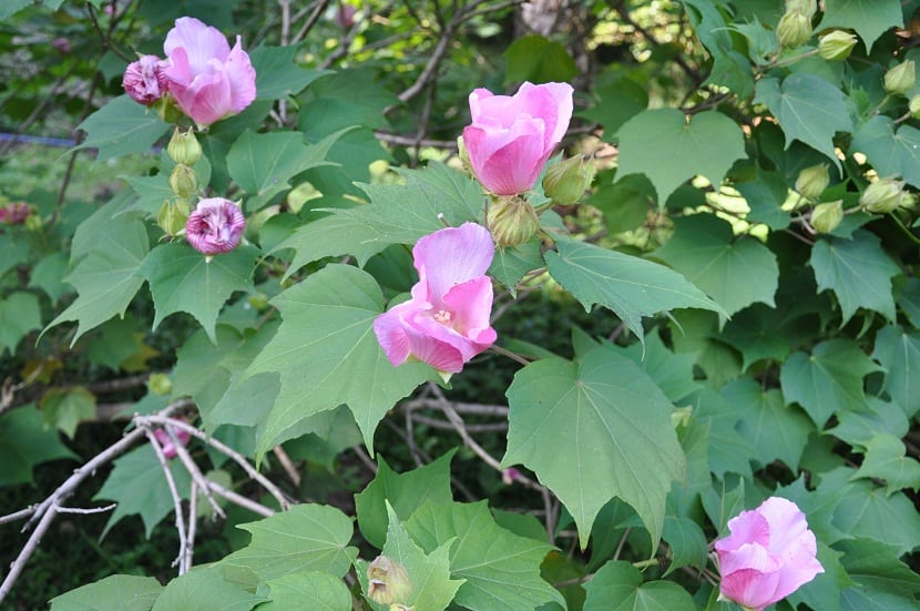 Hibiscus mutabilis: cultivo, poda y esquejes del hibisco mutable