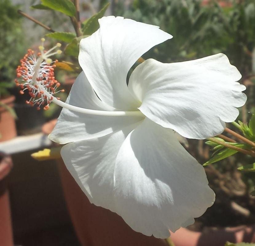 Hibiscus Dainty White