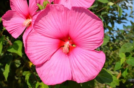 Flor roja de Hibiscus rosa-sinensis abierta al sol