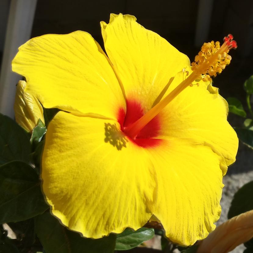 Hibiscus: cultivo, poda y cuidados de cada especie