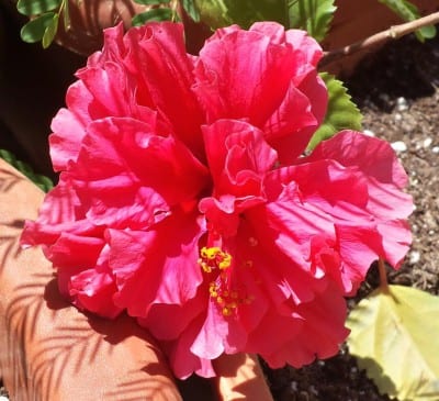 Hibisco de flor doble