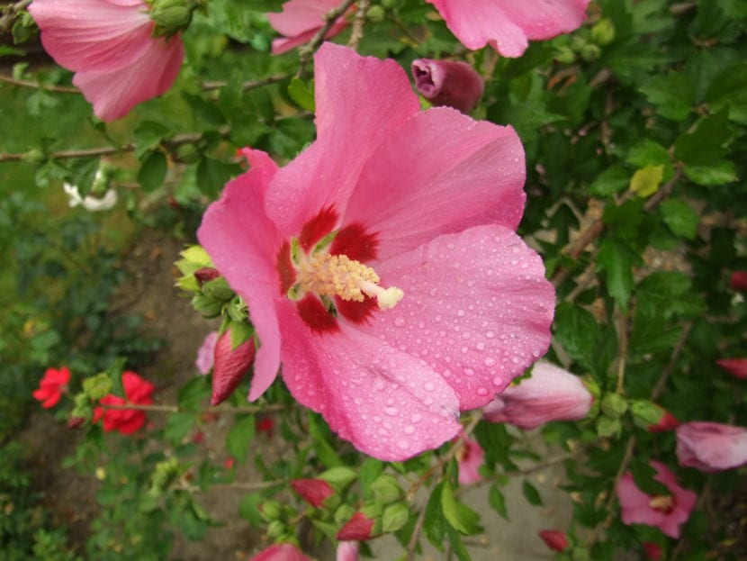 Hibiscus syriacus de flor roja