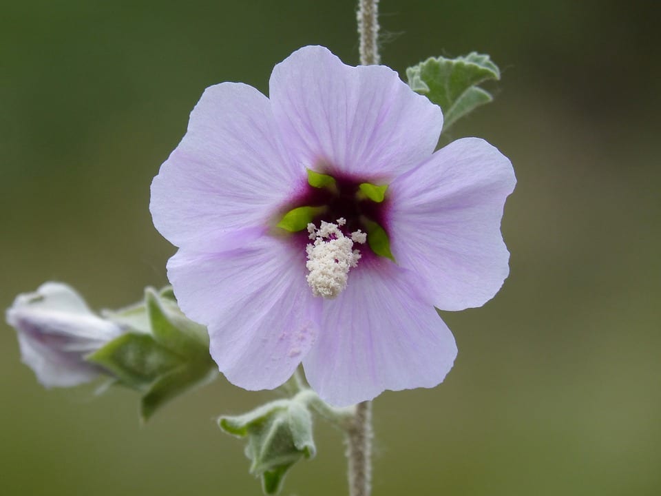 Hibiscus syriacus: cultivo, poda y riego de la rosa de Siria