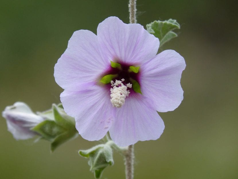 Flor de Hibiscus syriacus