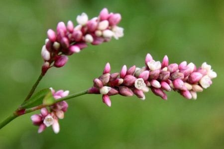 Espigas de flores rosas de Polygonum persicaria vistas de cerca