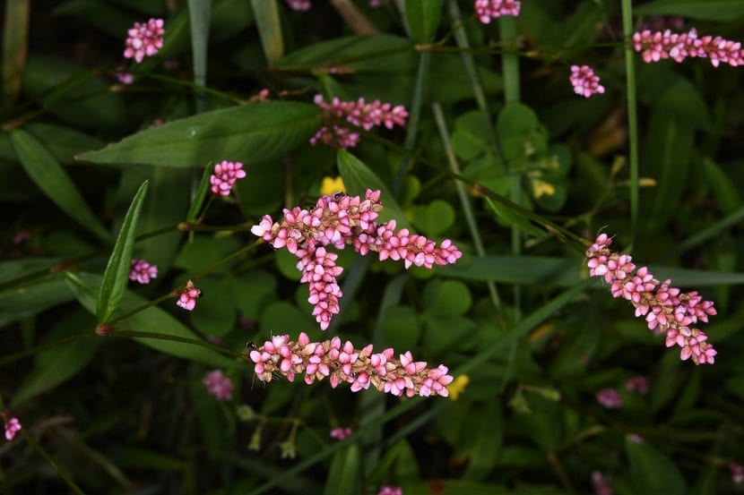arbusto con flores rosas llamado Polygonum persicaria