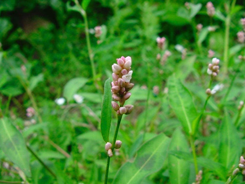 flor que sobresale de la maleza llamada Polygonum persicaria
