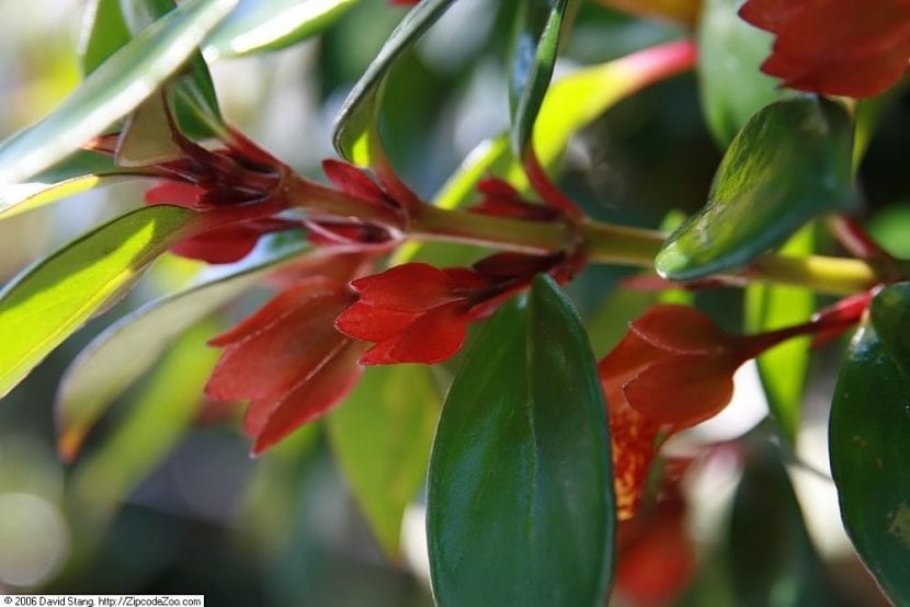 Planta de Nematanthus tropicana