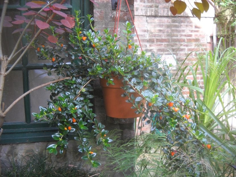 Planta de Nematanthus en maceta