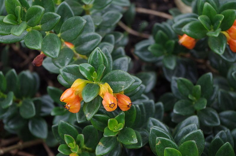 Planta de Nematanthus
