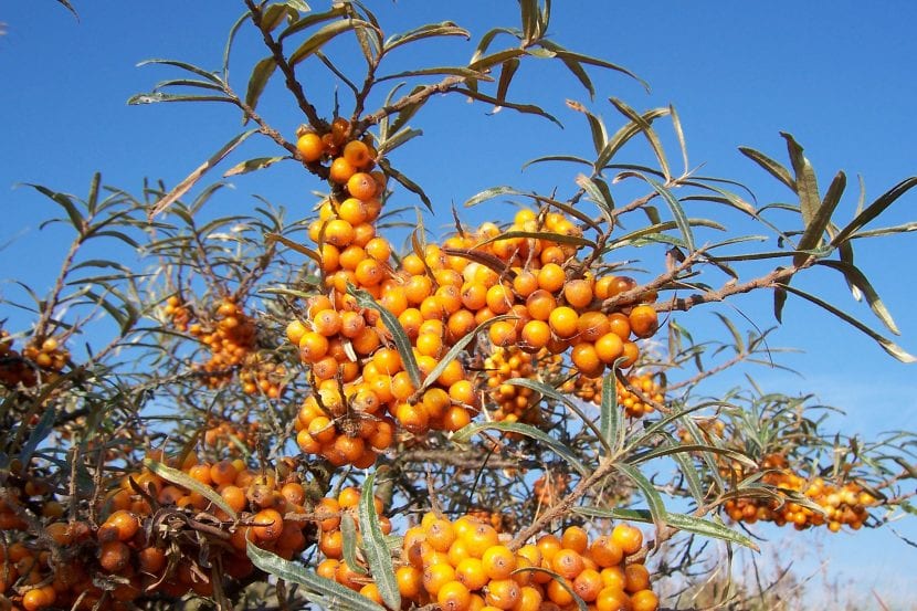 Hippophae rhamnoides