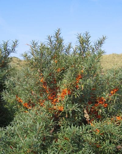 Vista de la Hippophae rhamnoides