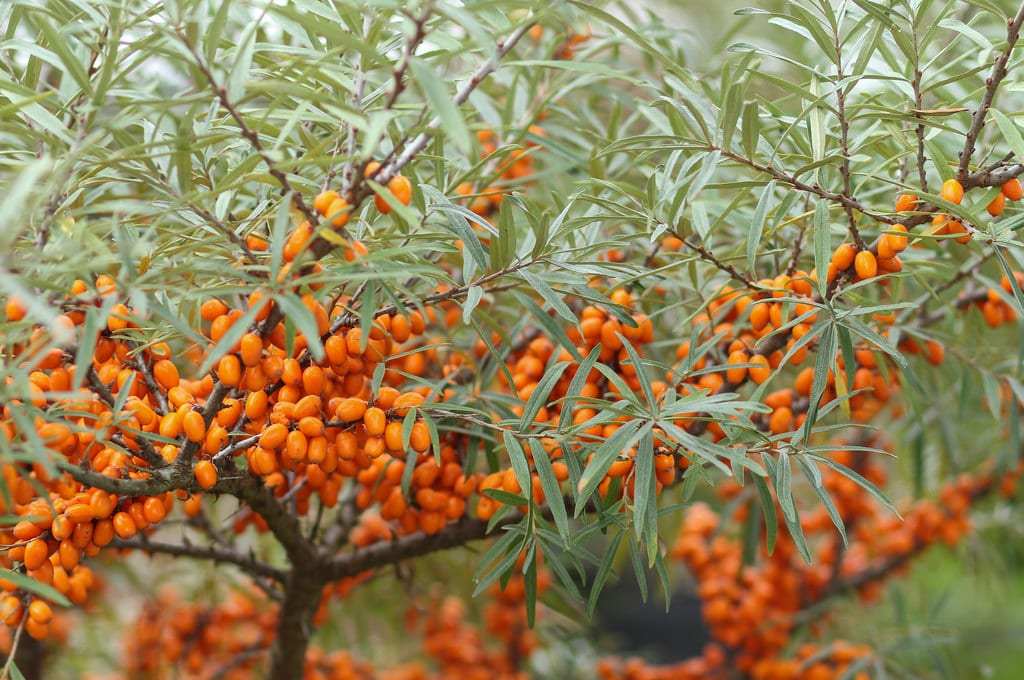 Espino amarillo: cultivo, poda y cosecha del Hippophae