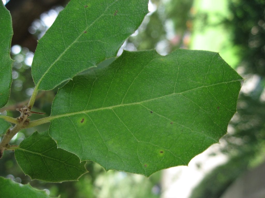 Hoja de encina: características, usos y cómo identificarla