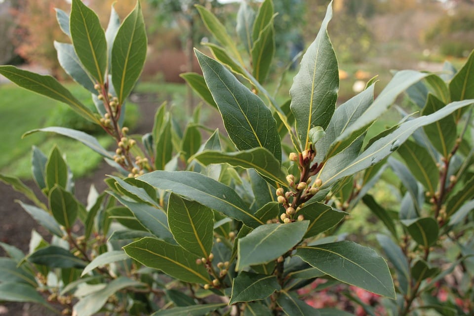 Hoja de laurel: identificación, cocina y cultivo