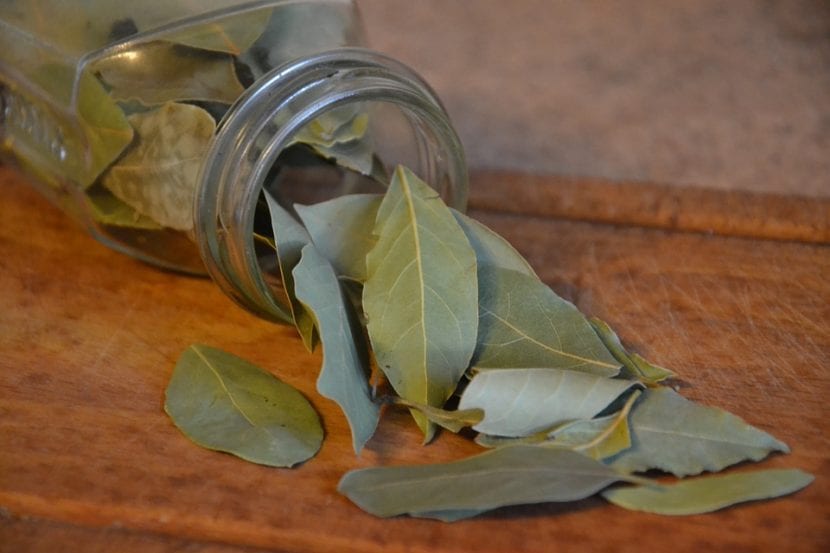 Las hojas de laurel se pueden guardar en botes de cristal