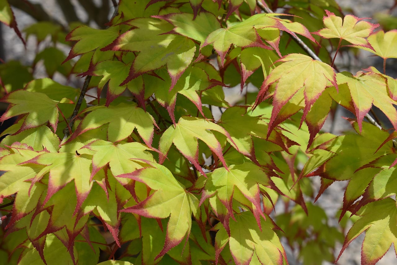Hojas marrones en Acer palmatum: causas y cómo actuar