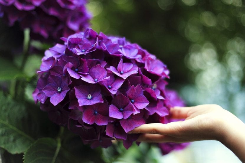 Las hortensias florecen durante buena parte del año