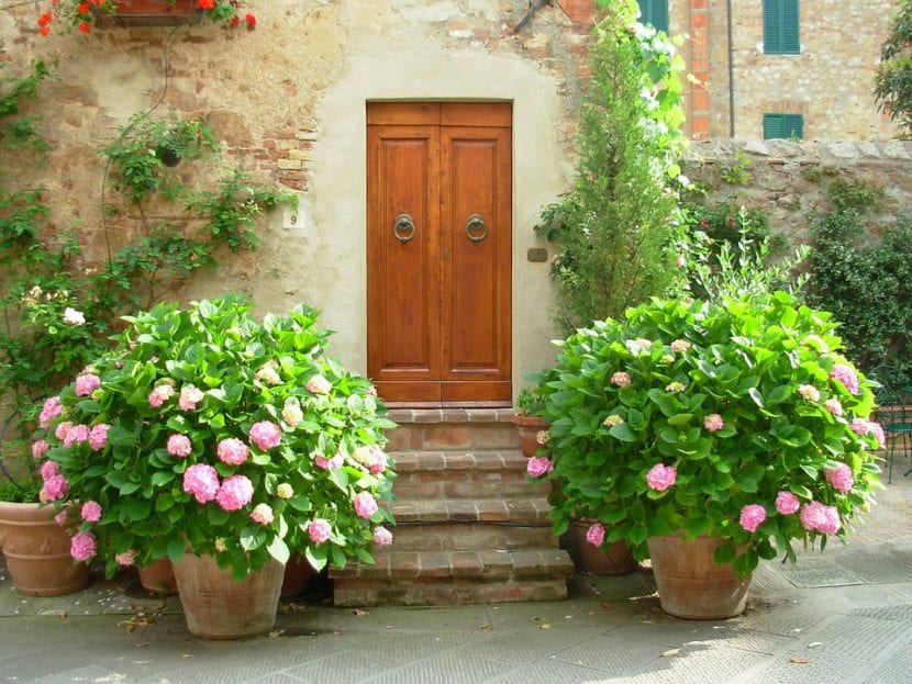 Las hortensias son plantas ideales para cultivar en macetas