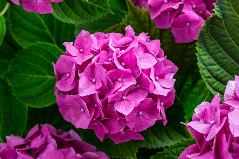 Las hortensias tienen las flores de distintos colores