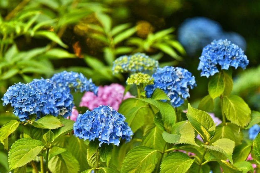 Las hortensias, o Hydrangea, son arbustos muy fáciles de cuidar