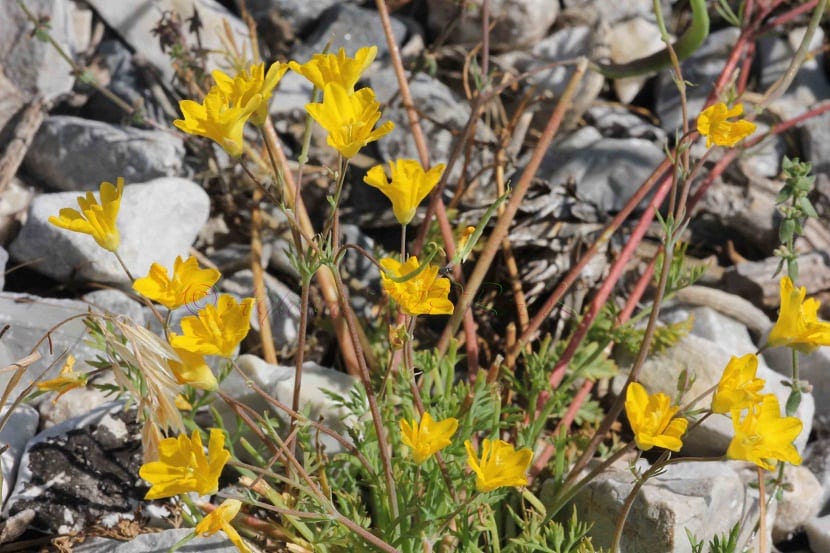 Hypecoum procumbens (zadorija): cultivo e identificación