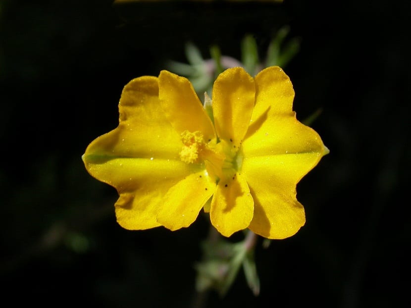 imagen de flor de cerca que nace de la Hypecoum procumbens