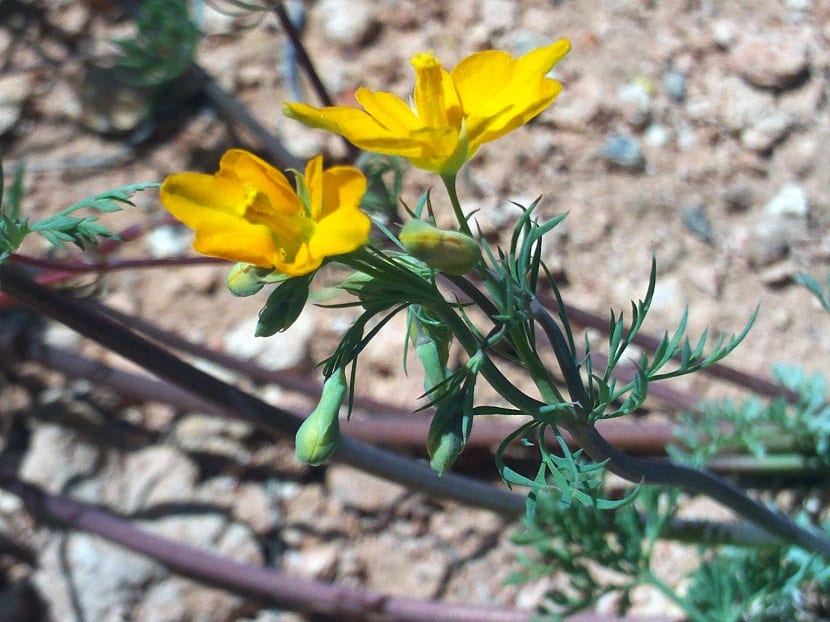 flores amarillas que sobresalen de una rama