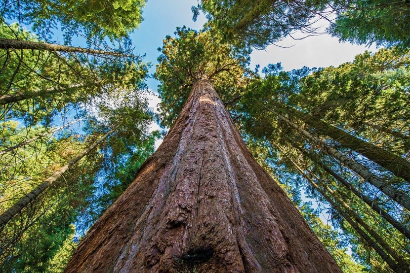 Sequoia Hyperion