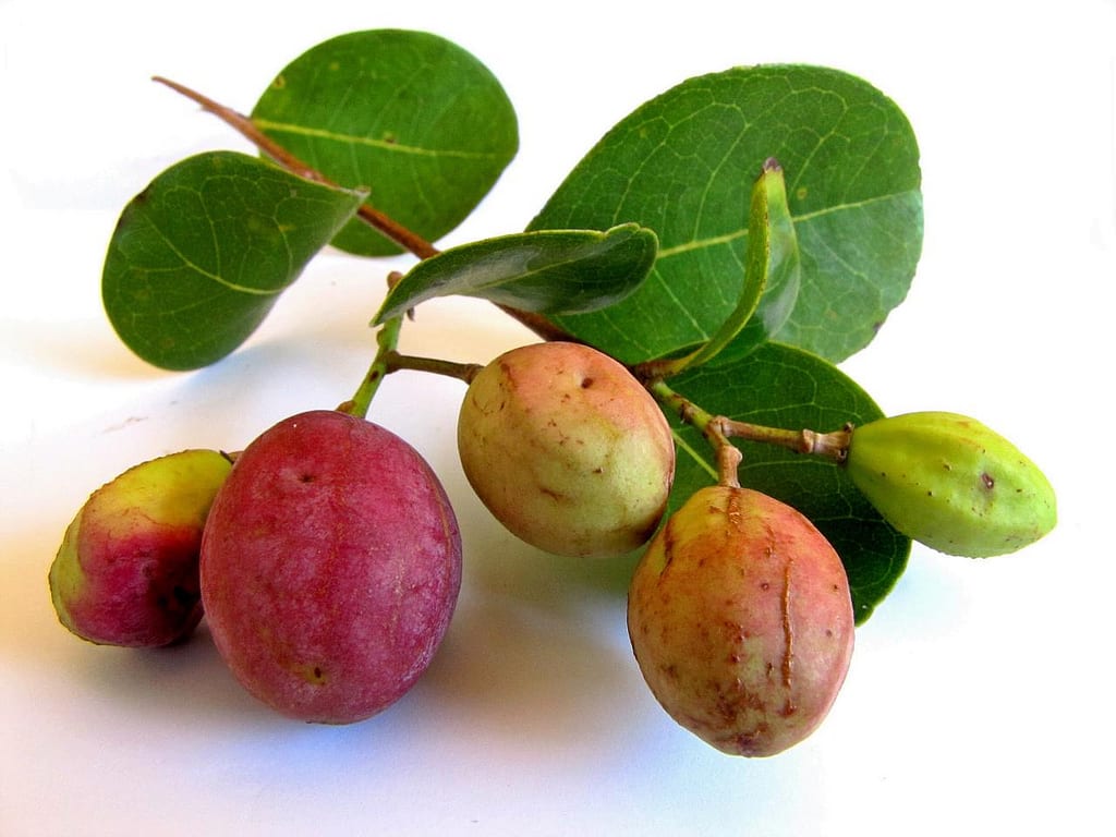 Icaco (Chrysobalanus icaco): cultivo, poda y fruto