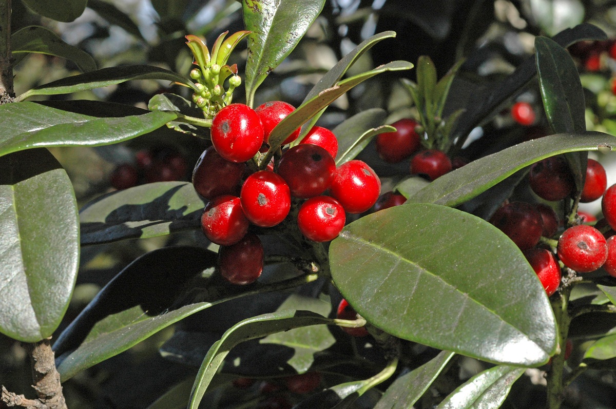 acebiño con frutos rojos
